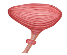 Uretra femminile