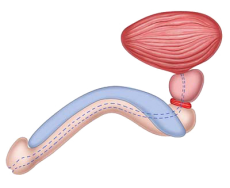 Uretra maschile