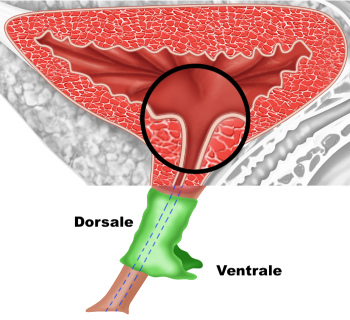 Parte dorsale e ventrale dell'uretra - Fig. 5