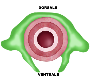 Parte dorsale e ventrale dell'uretra - Fig. 6