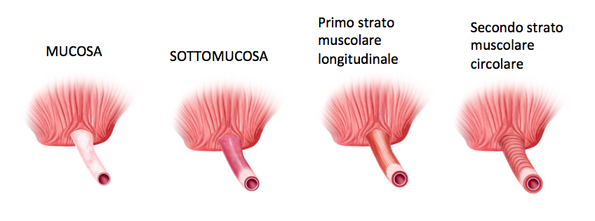 Strati dell'uretra - Fig. 2