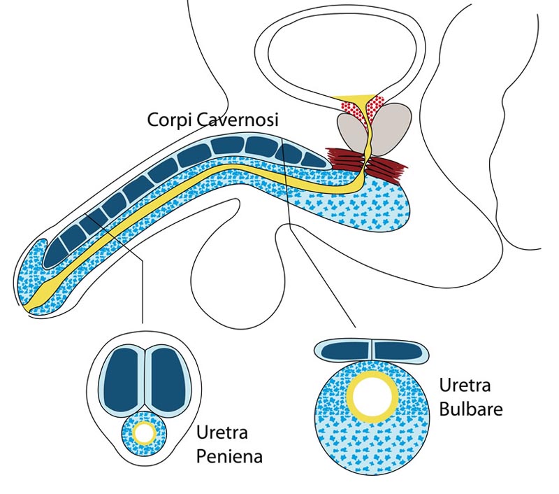 Fig. 3 - Corpi cavernosi