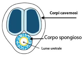 Fig. 6 - Uretra peniena