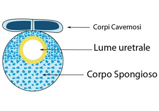 Fig. 7 - Uretra bulbare